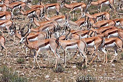 Springbok in Kalahari Stock Photo