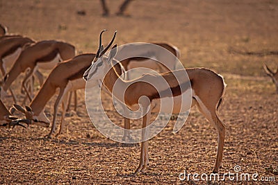 Springbok lookout alert while the herd graze B 4401 Stock Photo