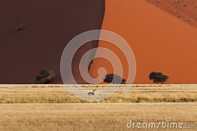 Springbok standing in front of a red dune in Sossusvlei, Namibia Stock Photo