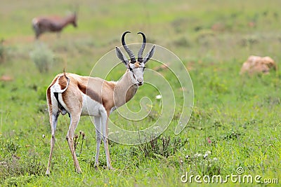 Springbok standing in the green grass in Nkomazi Game Reserve Stock Photo