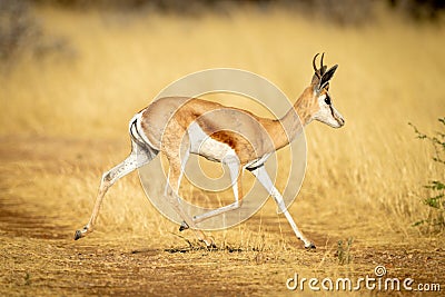 Springbok trots across grassy track in sunshine Stock Photo