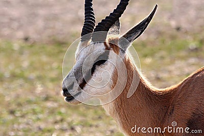 Close-up of a springbok Antidorcas marsupialis Stock Photo