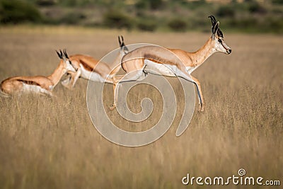 Springboks pronking in the Central Kalahari. Stock Photo