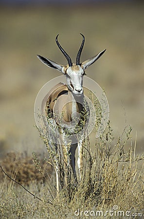 Springbuck or Springbok, Antidorcas marsupialis Stock Photo