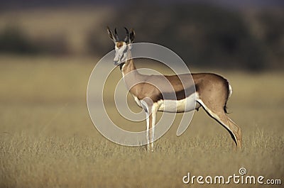 Springbuck or Springbok, Antidorcas marsupialis Stock Photo