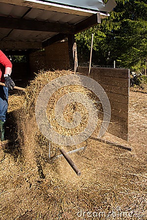 springclean for the sheeps Stock Photo