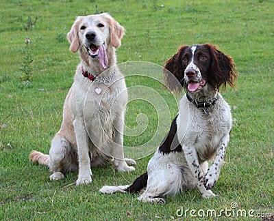 A springer spaniel and golden retreiver pet gundogs friends together Stock Photo