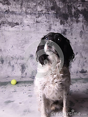 Springer Spaniel portrait looking obdient Stock Photo