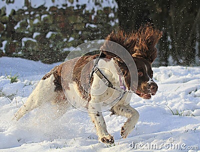 Springer Spaniel running in the snow Stock Photo