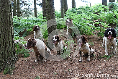 Springer spaniels wait patiently while being trained Stock Photo