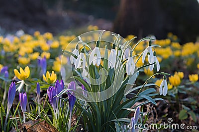 Spring meadow with snowdrops, winter aconite and crocus Stock Photo