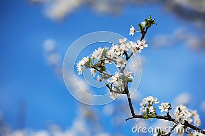 Springtime Stock Photo