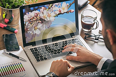 Springtime, Almond tree blooming on a computer screen. Man working in his office Stock Photo