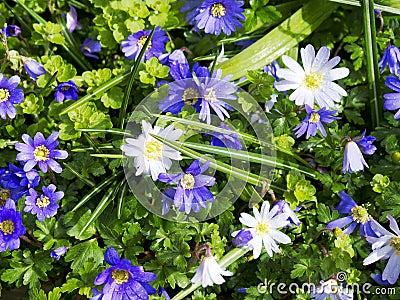 Springtime Anemone Blanda Stock Photo