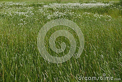 Springtime background with grasses and daisies in a field Stock Photo