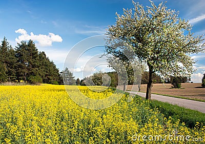 Springtime beautiful view of road, alley of apple tree, field of rapeseed Stock Photo