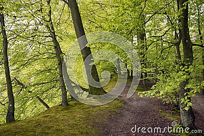 Springtime beech forest with light green leaves Stock Photo