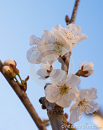 Springtime Stock Photo