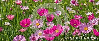 Springtime blooming flowers with grass in the background Stock Photo