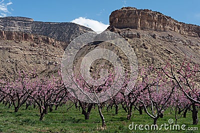 Springtime Blooming Peach orchard under sandstone buttes Stock Photo