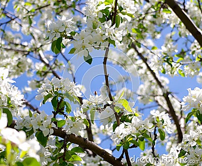 Springtime blossoms Stock Photo