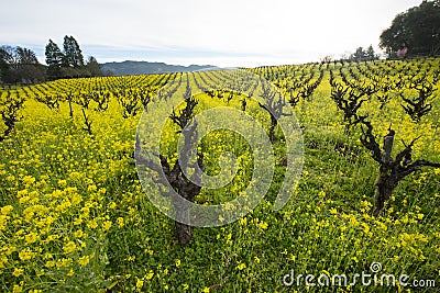 Springtime in California organic grape vineyard Stock Photo