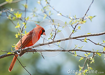 Springtime Cardinal Stock Photo