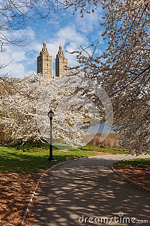 Springtime in Central Park with Yoshino Cherry Trees, New York Stock Photo