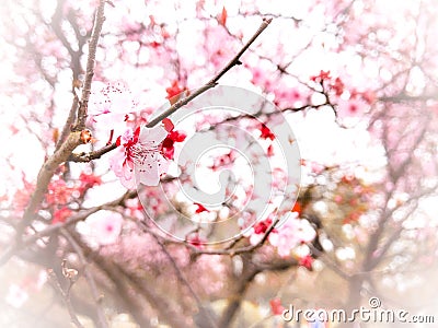 Springtime cherry blossom background Stock Photo