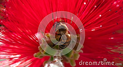 Springtime. Closeup of honey bee pollinating bright red flower, callistemon. Stock Photo