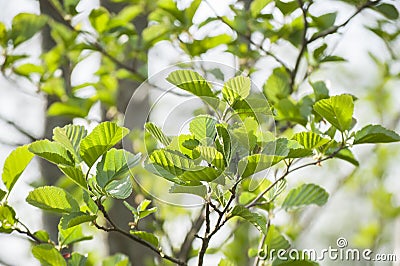 Springtime closeup of green fresh leaves alder tree in sunlight Stock Photo