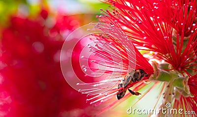 Springtime. Closeup of honey bee pollinating bright red flower, callistemon. Stock Photo