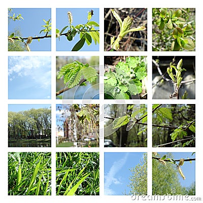 springtime leaves and buds collage Stock Photo