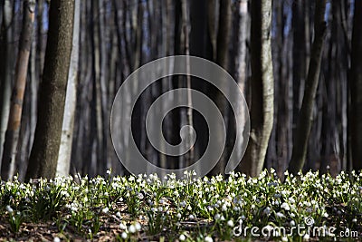 Springtime colour in beautiful landscape Stock Photo