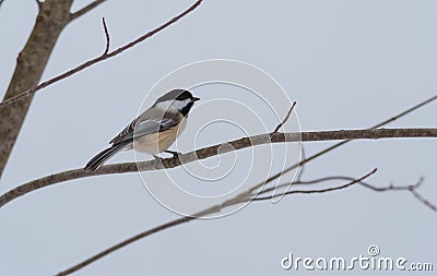 Springtime comes, Black cap chickadee, Poecile atricapillus, on a branch on a very early, grey spring day. Stock Photo