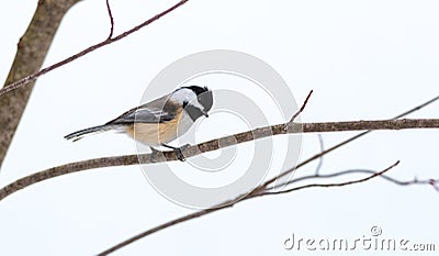 Springtime comes, Black cap chickadee, Poecile atricapillus, on a branch on a very early, grey spring day. Stock Photo