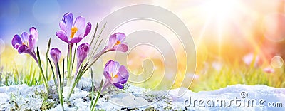 Springtime - Crocus Flower Growth In The Snow Stock Photo