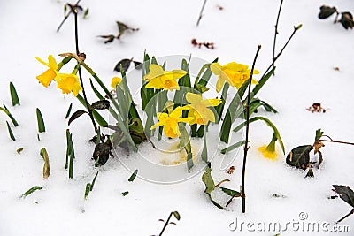 Springtime Daffodils in the Snow Stock Photo