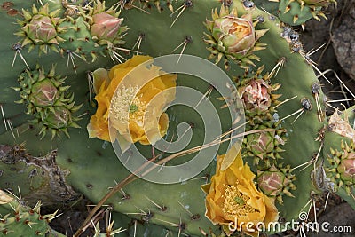 Springtime desert yellow cactus blossom Stock Photo