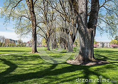 Springtime elm tree columns, Oregon State University, Corvallis, Oregon Editorial Stock Photo