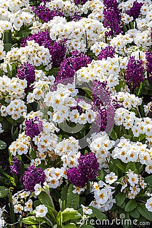 Springtime flower bed background of purple hyacinths and white primrose plants Stock Photo