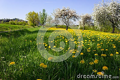 springtime flower lawn Stock Photo