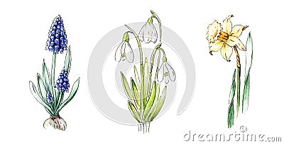 Springtime flower watercolor illustration set. Blue muscari, snowdrop, yellow daffodil hand drawn image collection. Blooming wild Cartoon Illustration