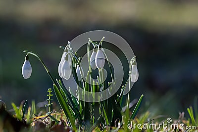 Beautifil white Springtime flowers Stock Photo