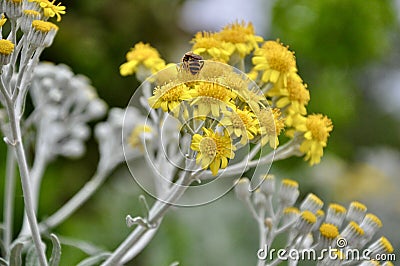 Jacobaea maritima, Silver Ragworta perennial plant in the genus Jacobaea of daisy family that includes ragworts. Stock Photo