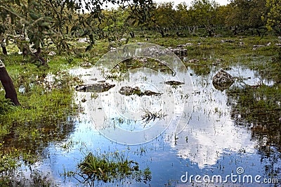 Seasonal pond and Cork oak on the `Giara di Gesturi` Stock Photo