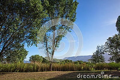 Long view of trees, marsh, and mountains at Dead Horse Ranch State Park near Cottonwood, Arizona Stock Photo