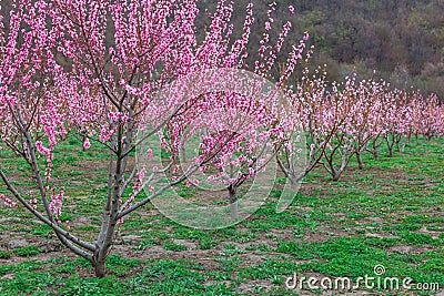 Springtime landscape with peach tree orchards in the countryside Stock Photo