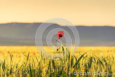 Springtime. Lone poppy over wheat field at dawn. Apulia (Italy). Stock Photo