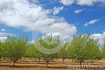 Springtime orchard Stock Photo